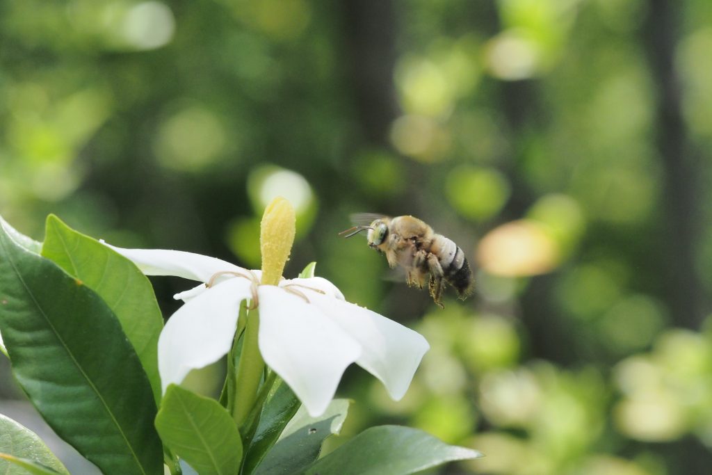 Bee flying to flower, BEF China